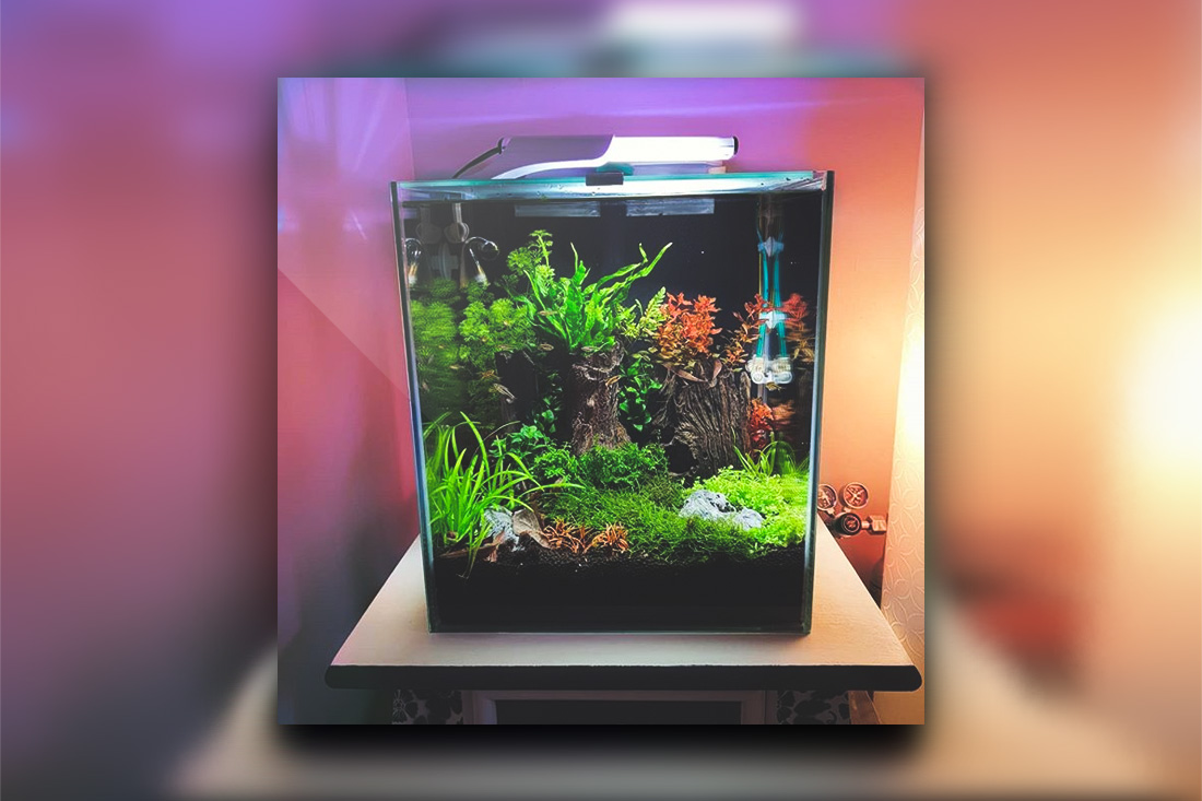 Quel style d’aménagement de l’aquarium adopter ? Découvrez 6 tendances dans l’aquariophilie